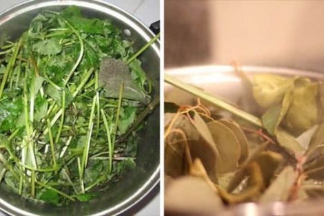 Tăng cường sức khỏe, làm đẹp da với bí quyết xông hơi bằng lá cây